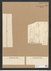 Diatomeae indet. Zeichnungen Sammlung Grunow Nr. 4463 (NHMW-BOT-W0372420)